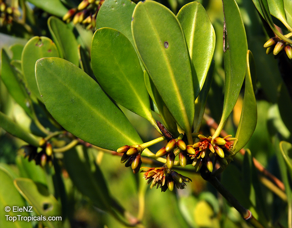 Ceriops tagal, Spurred Mangrove, Yellow Mangrove