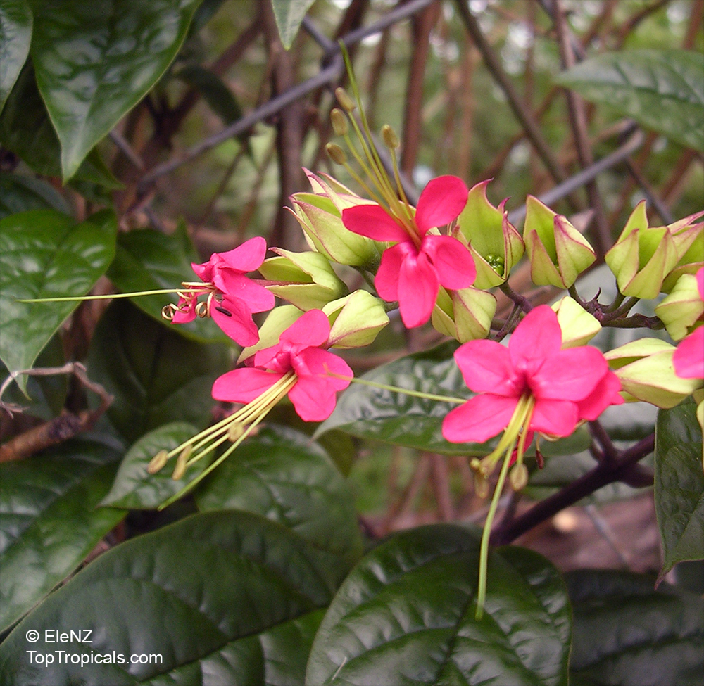 Clerodendrum speciosum, Clerodendrum delectum, Bleeding heart, Clerodendron