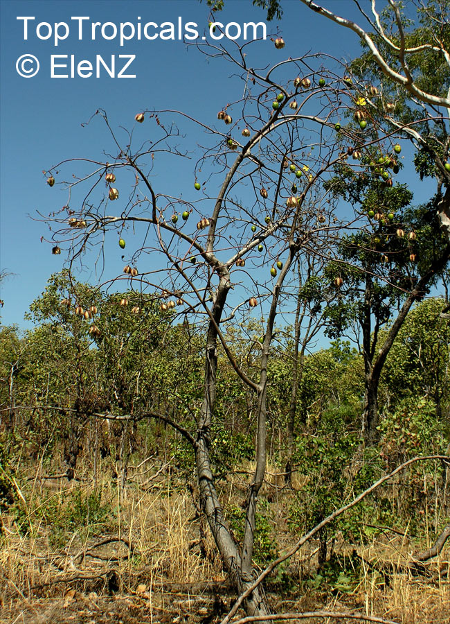 Cochlospermum gregorii, Cotton Tree