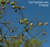 Cochlospermum gregorii, Cotton Tree

Click to see full-size image