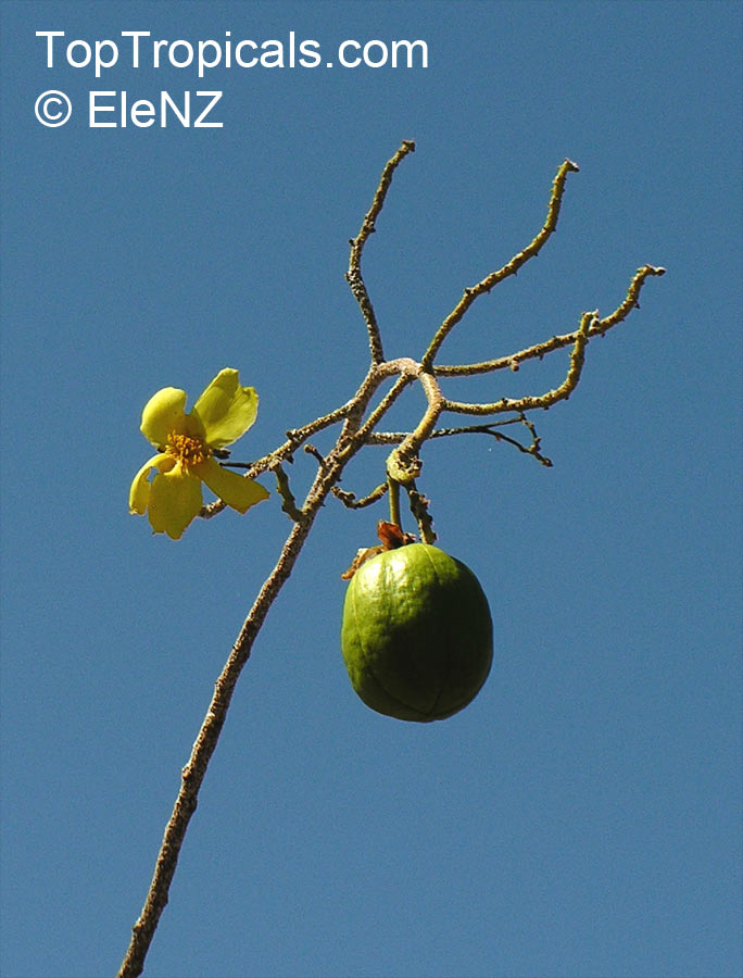 Cochlospermum gregorii, Cotton Tree