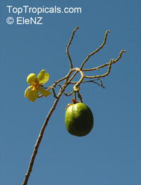 Cochlospermum gregorii, Cotton Tree

Click to see full-size image