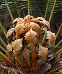 Cycas sp., Cycas, Cycad

Click to see full-size image
