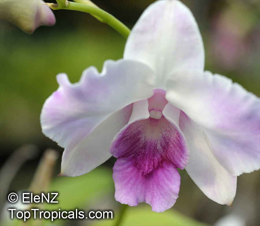 Dendrobium sp., Dendrobium Orchid. Dendrobium Anucha Flare