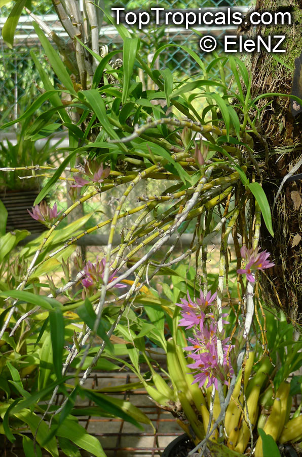 Dendrobium bracteosum, Bracted Dendrobium