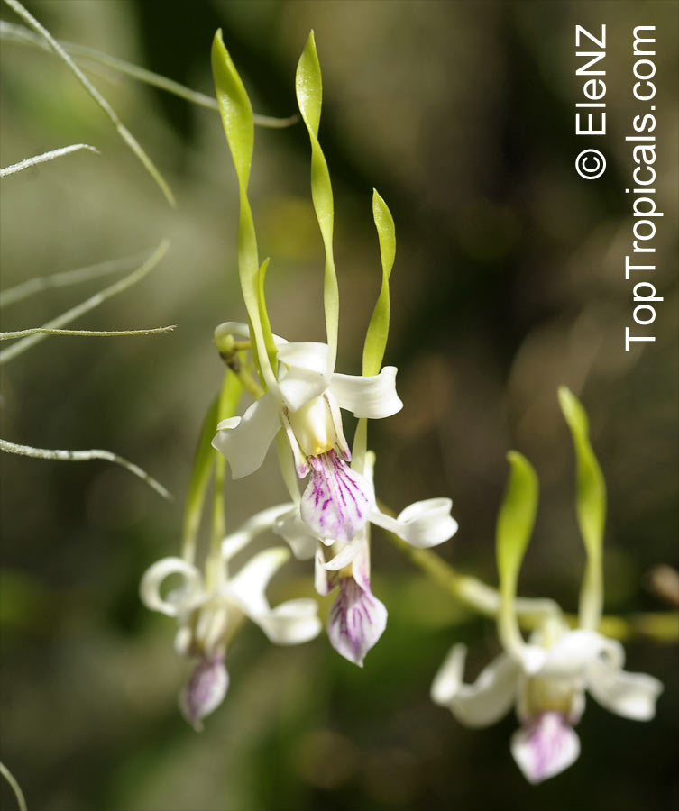 Dendrobium sp., Dendrobium Orchid. Dendrobium stratiotes