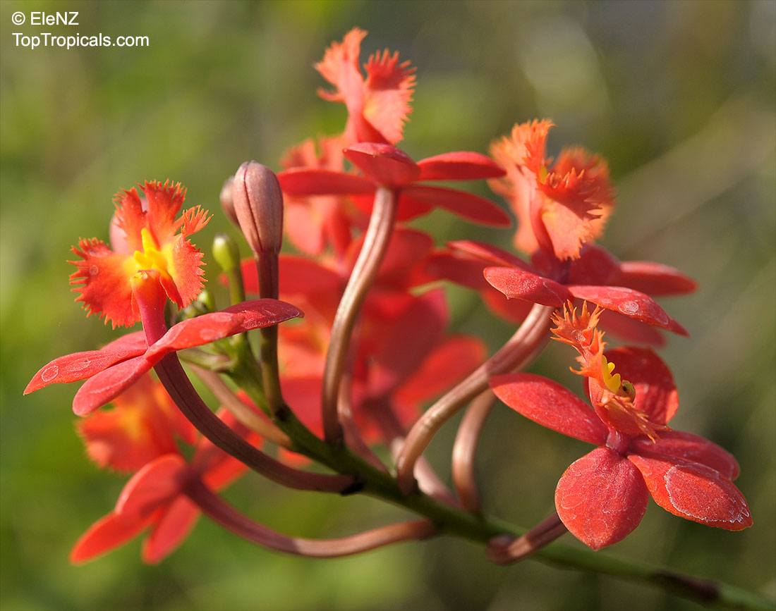 Epidendrum sp., Reed Orchid, Epidendrum Orchid, Clustered Flowers Orchid