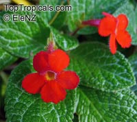 Episcia sp., Flame Violet

Click to see full-size image