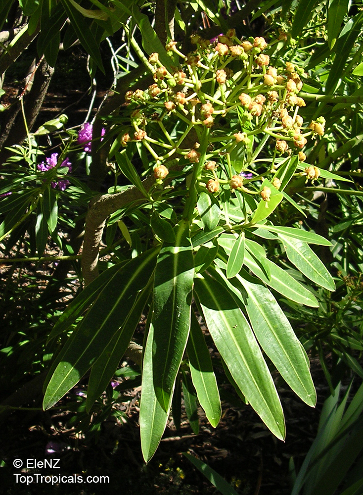 Euphorbia mellifera, Euphorbia longifolia, Canary spurge, Honey spurge