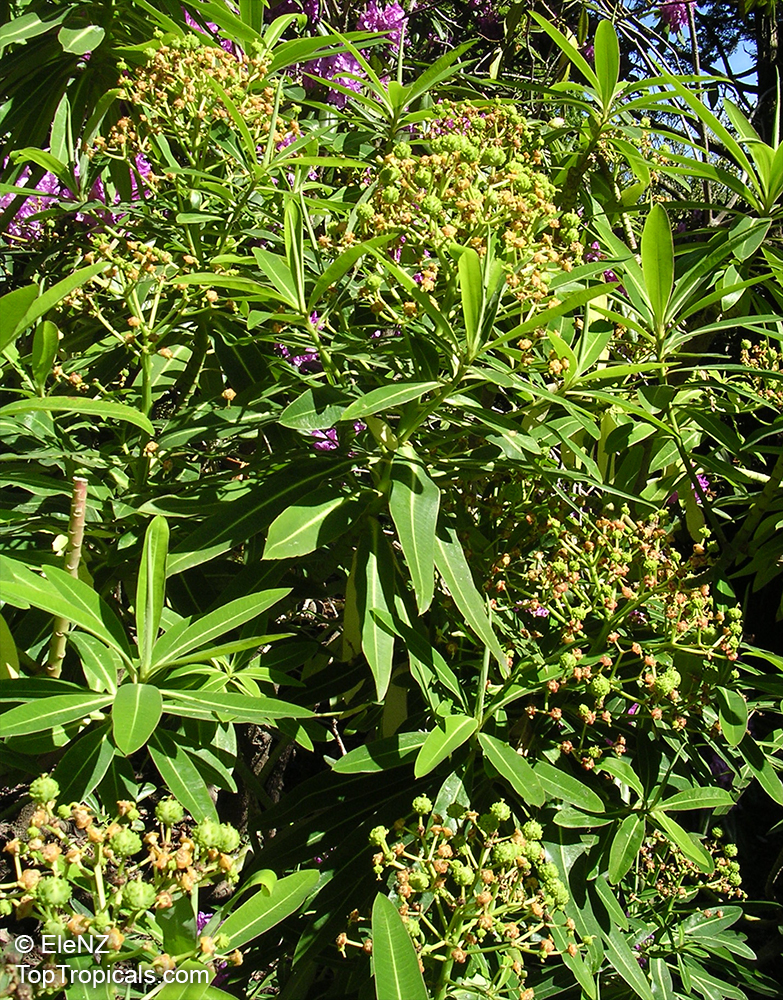 Euphorbia mellifera, Euphorbia longifolia, Canary spurge, Honey spurge