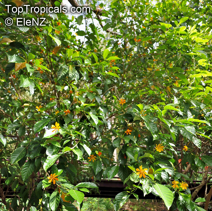 Gardenia carinata, Gardenia coronaria, Golden Gardenia, Malaysian Tree Gardenia