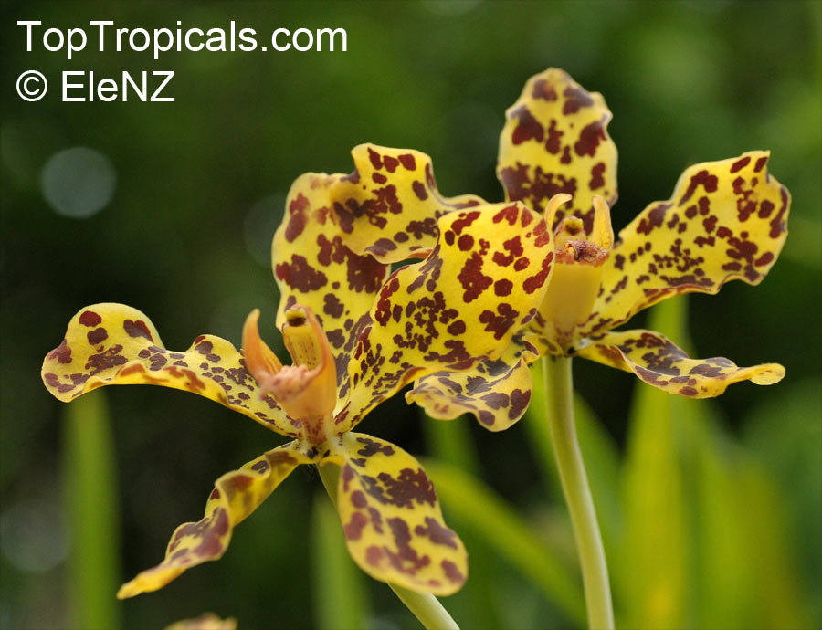 Grammatophyllum speciosum, Giant Orchid, Tiger Orchid, Sugar Cane Orchid