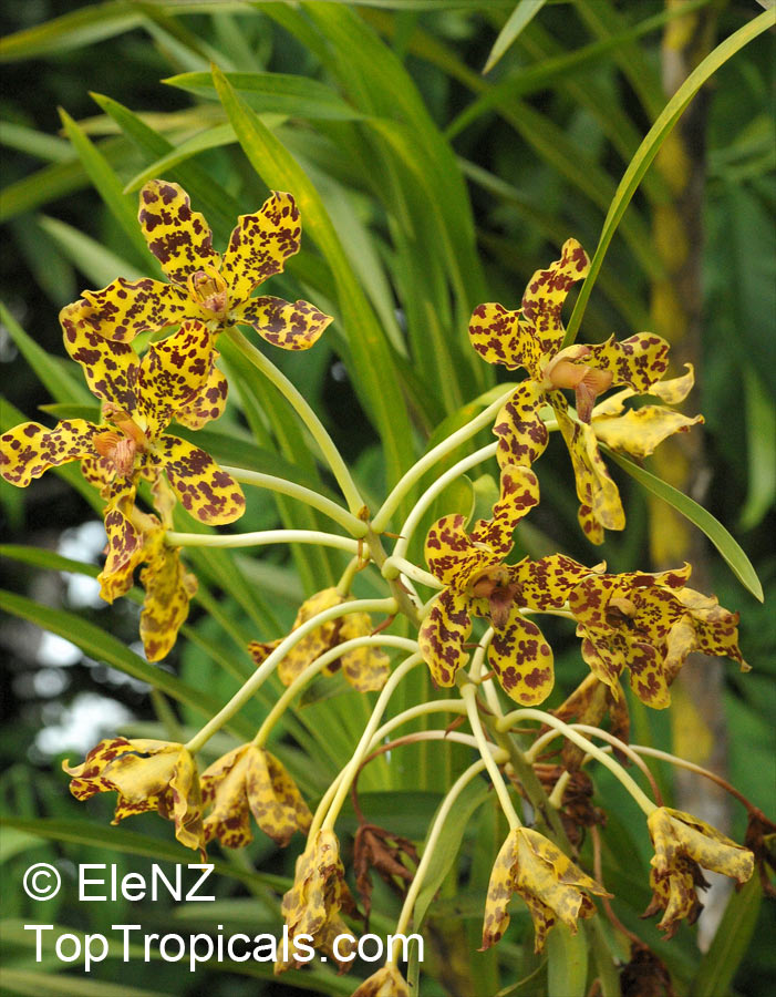 Grammatophyllum speciosum, Giant Orchid, Tiger Orchid, Sugar Cane Orchid