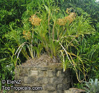 Grammatophyllum speciosum, Giant Orchid, Tiger Orchid, Sugar Cane Orchid

Click to see full-size image