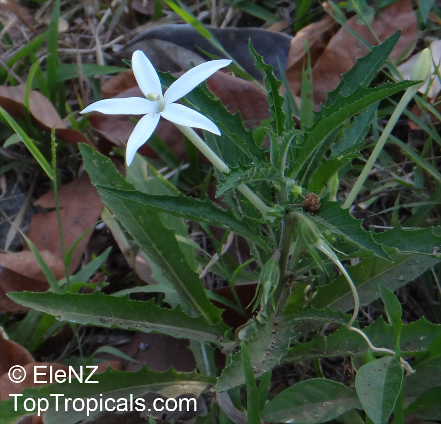 Hippobroma longiflora, Star of Bethlehem