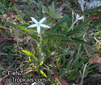 Hippobroma longiflora, Star of Bethlehem

Click to see full-size image