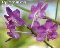 Vanda sp., Vanda Orchid

Click to see full-size image
