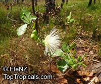 Planchonia careya, Barringtonia careya, Careya australis, Cocky Apple, Cockatoo Apple, Billygoat Plum

Click to see full-size image