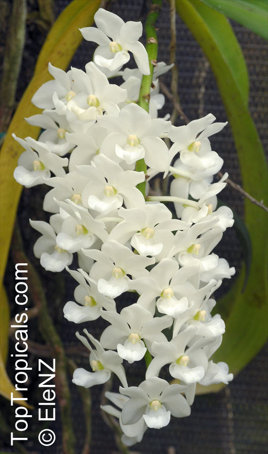 Rhynchostylis sp., Foxtail Orchid