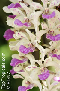 Rhynchostylis sp., Foxtail Orchid

Click to see full-size image