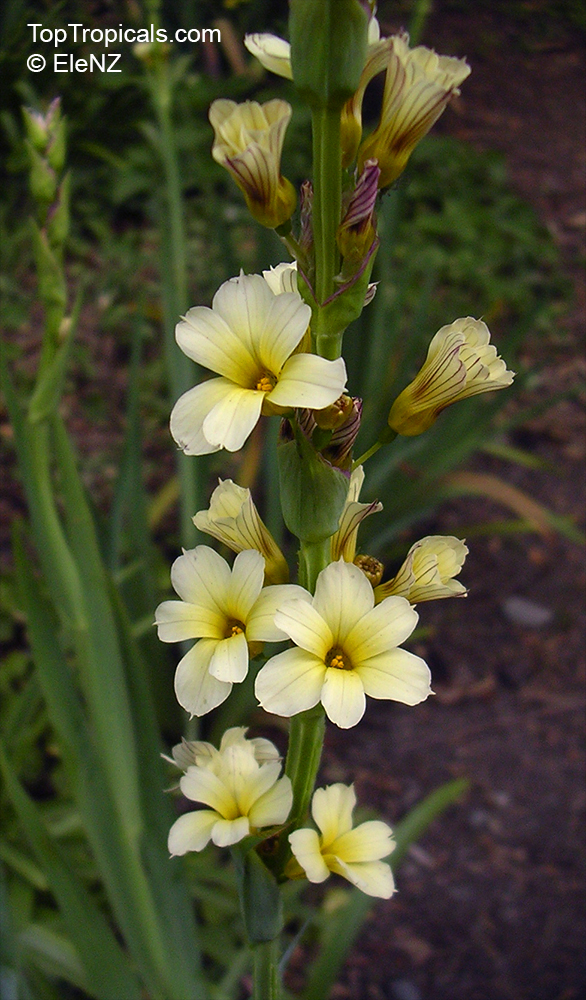 Sisyrinchium sp., Blue-eyed Grass, Golden-eyed Grass, Yellow-eyed Grass. Sisyrinchium striatum