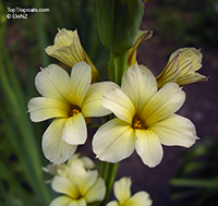 Sisyrinchium sp., Blue-eyed Grass, Golden-eyed Grass, Yellow-eyed Grass. Sisyrinchium striatum