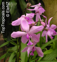 Spathoglottis plicata, Ground Orchid, Garden Orchid

Click to see full-size image