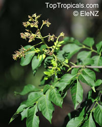Arfeuillea arborescens, Koelreuteria arborescens, Hop Tree

Click to see full-size image