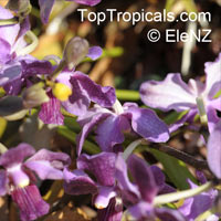 Vanda sp., Vanda Orchid

Click to see full-size image