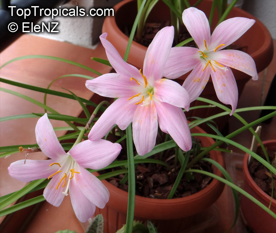Zephyranthes sp., Fairy Lily, Zephyr Lily, Magic Lily, Atamasco Lily, Rain Lily. Zephyranthes grandiflora