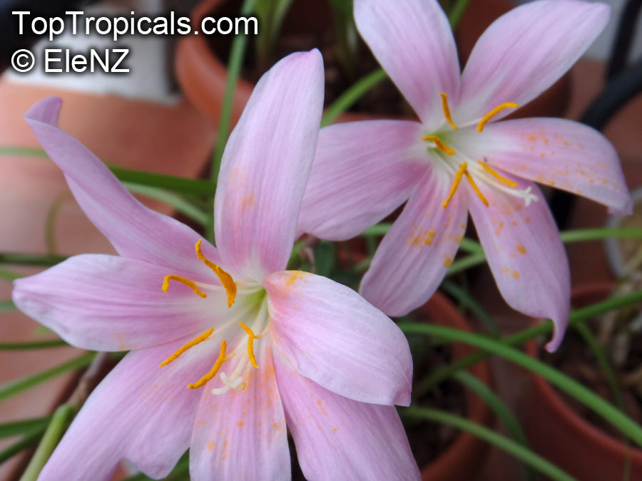 Zephyranthes sp., Fairy Lily, Zephyr Lily, Magic Lily, Atamasco Lily, Rain Lily
