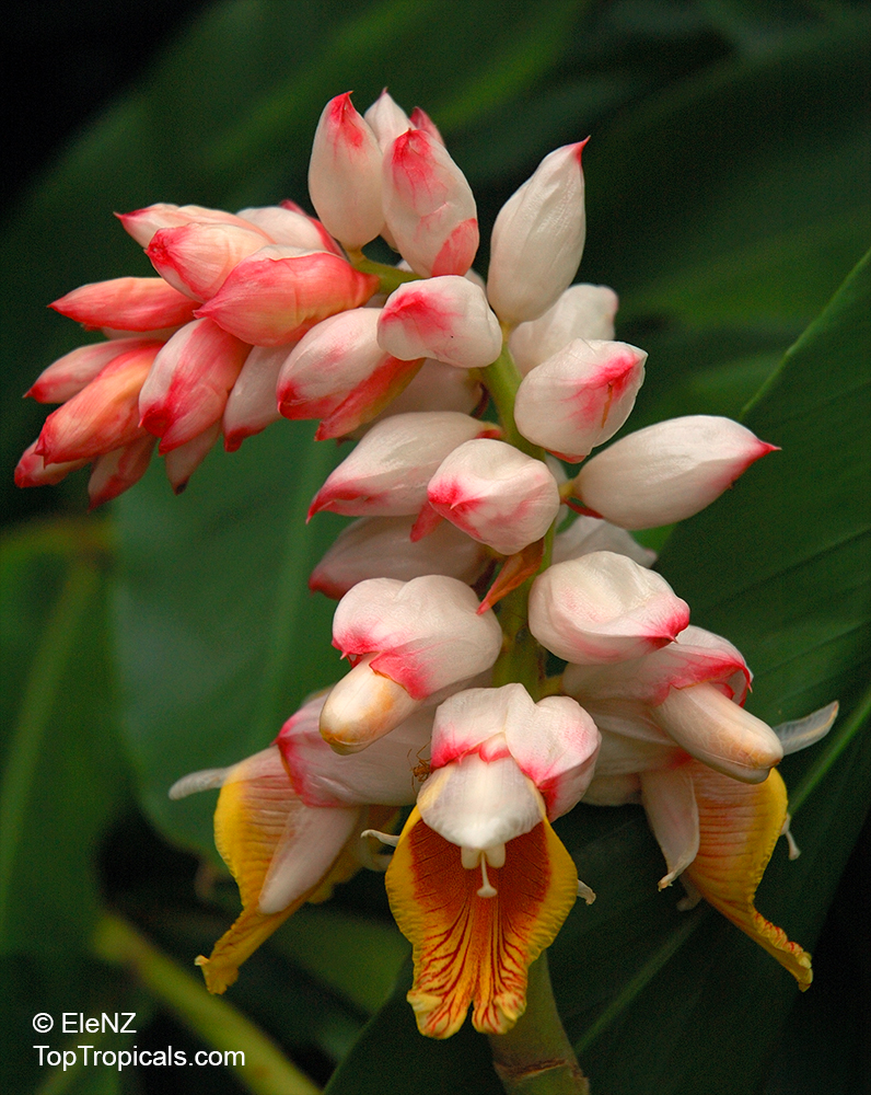 Zodiac lucky plant - Libra - Alpinia nutans (False Cardamom, Cinnamon 
Ginger)