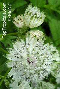 Astrantia sp., Masterwort

Click to see full-size image