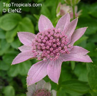Astrantia sp., Masterwort

Click to see full-size image