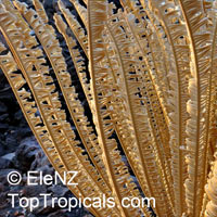 Cycas calcicola , Cycas

Click to see full-size image