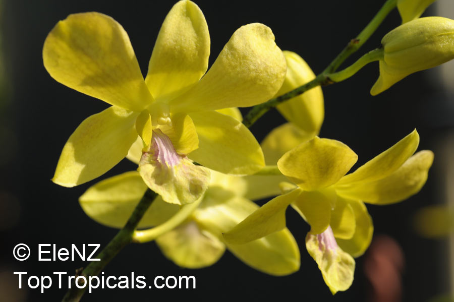 Dendrobium phalaenopsis, Dendrobium