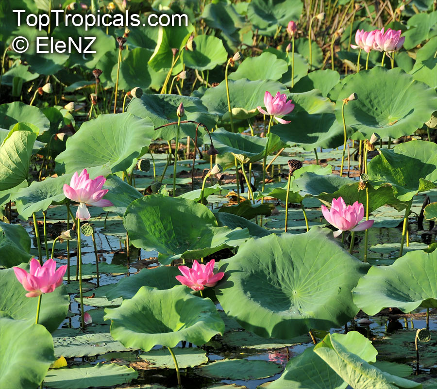 Nelumbo nucifera, Asiatic Lotus