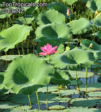 Nelumbo nucifera, Asiatic Lotus

Click to see full-size image
