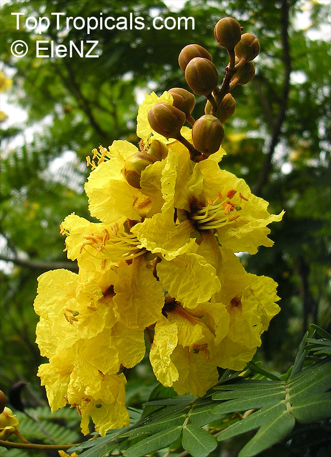 Peltophorum pterocarpum - Yellow Poinciana - seeds