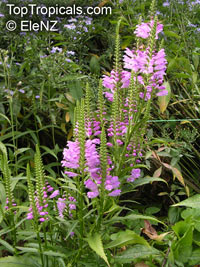 Physostegia virginiana, Obedient Plant, False Dragonhead

Click to see full-size image