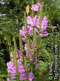 Physostegia virginiana, Obedient Plant, False Dragonhead

Click to see full-size image