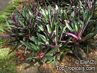 Tradescantia spathacea, Rhoeo spathacea, Tradescantia discolor, Boat lily, Rheo, Oyster plant, Moses-In-The-Boat

Click to see full-size image