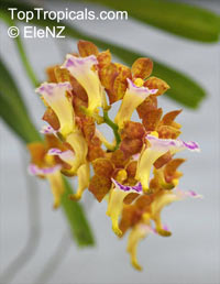 Vanda flabellata, Aerides flabellata, The Fan-Shaped Aerides

Click to see full-size image