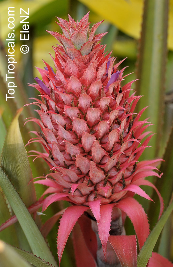 Ananas sp., Pineapple, Pina. Ananas bracteatus - Red Pineapple. The ripe fruit is edible, but it is smaller and less fleshy than commercial pineapples.