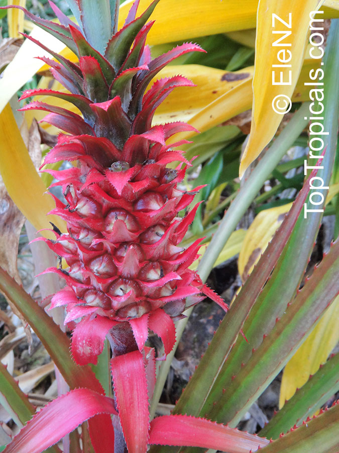 Ananas sp., Pineapple, Pina. Ananas bracteatus - Red Pineapple