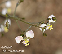 Aneilema acuminatum, Native Wandering Jew

Click to see full-size image