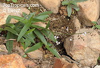 Aneilema acuminatum, Native Wandering Jew

Click to see full-size image
