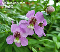 Angelonia angustiflolia, Angelonia goyazensis, Angel Mist, Summer Snapdragon, Angel Flower