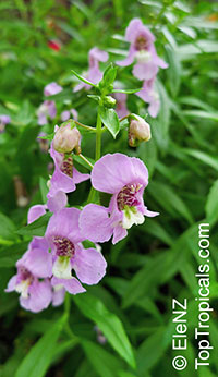 Angelonia angustiflolia, Angelonia goyazensis, Angel Mist, Summer Snapdragon, Angel Flower