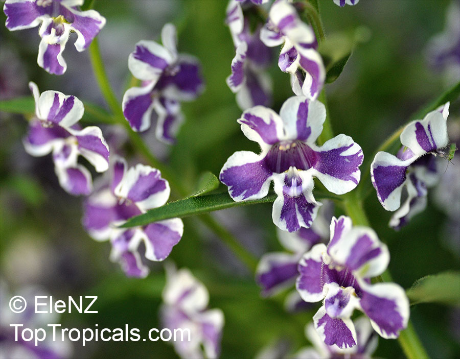Angelonia salicariaefolia, Violet-flowered Angelonia